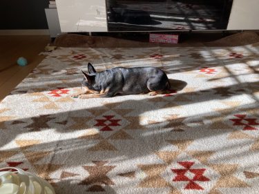 犬と猫のペットシッター　ドキンちゃん＆コタくん　お客様の声