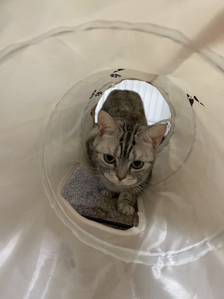 前橋市　猫