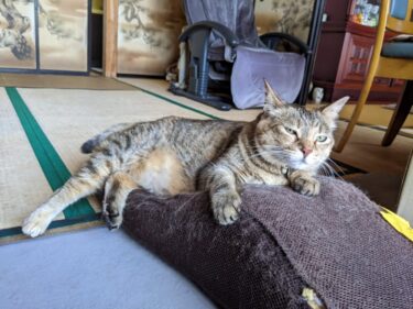 前橋市　猫のペットシッター　キマリちゃん
