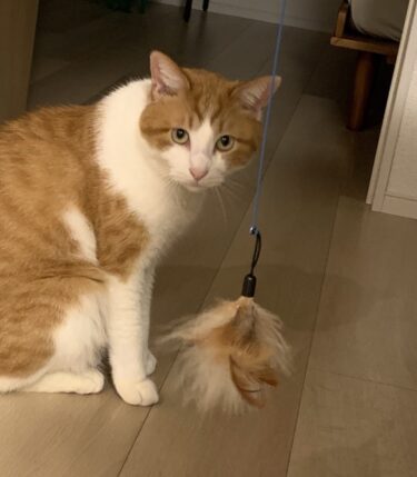 高崎市　猫のペットシッター　てんちゃん