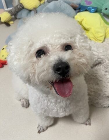 高崎市　犬のペットシッター　ぼんちゃん