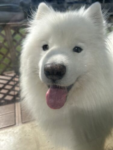 伊勢崎市　犬のペットシッター