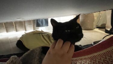 前橋市　猫のペットシッター　ミスティーちゃん