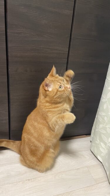 前橋市　猫と犬のペットシッター　レモンちゃん　モコちゃん　チロくん