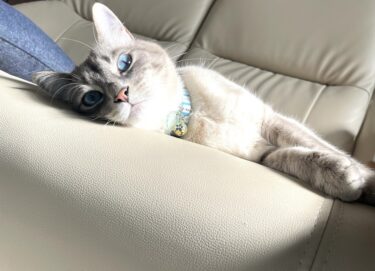 前橋市　猫のペットシッター　たまちゃん