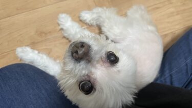 前橋市　犬のペットシッター　ちびくん