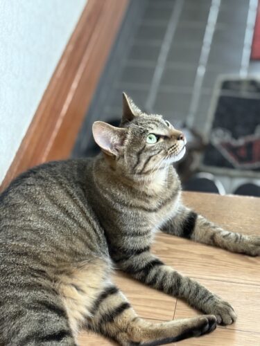 前橋市　猫のペットシッター　ルル・ココ・トラ・モカ ちゃん
