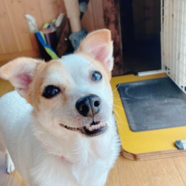 犬と猫のペットシッター　ソノちゃん　ふくちゃん　幸助くん