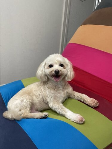 高崎市　犬のペットシッター　小太郎&小次郎くん