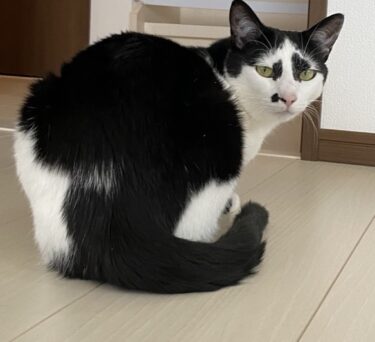 前橋市　猫のペットシッター　メイ&マヨちゃん