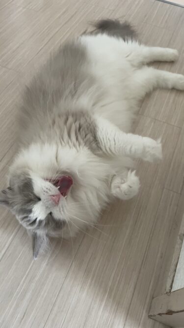 前橋市　猫のペットシッター　マリンちゃん
