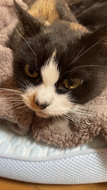 前橋市　猫のペットシッター　あいかちゃん