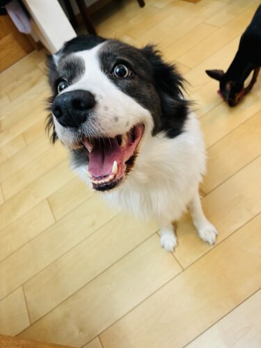 高崎市 犬のペットシッター そらちゃん&えまちゃん