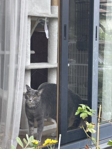 前橋市　猫のペットシッター　ピーニャちゃん　お客様の声