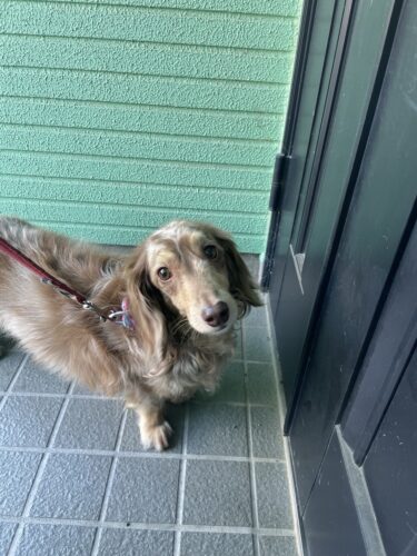 前橋市　犬のペットシッター　M.ダックスひなちゃん