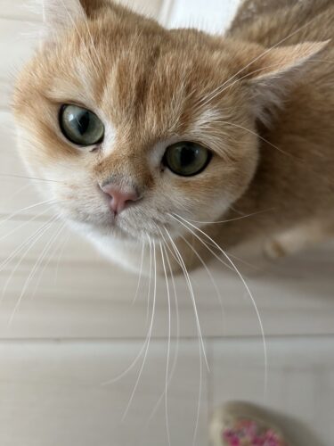 前橋市 猫のペットシッター あめちゃん ゆきちゃん こすずちゃん他