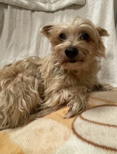 前橋市　ペットシッター　ルルちゃん&リリーちゃん