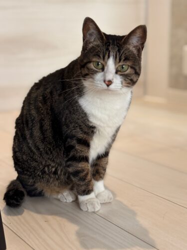 前橋市ペットシッター　たまご＆だてまきちゃん　お客様の声