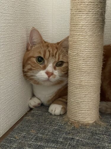 帰宅後も変わらず元気な猫達をみて今回本当にお願いして良かったと思っています|高崎市うにちゃん・いくらちゃん　お客様の声